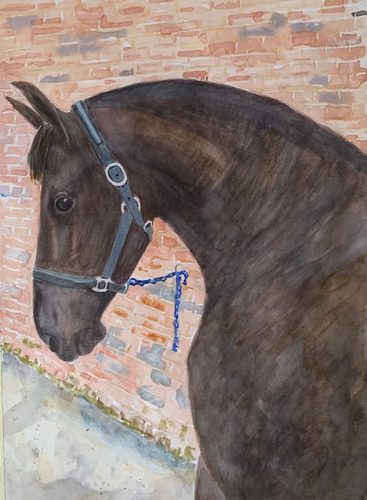 Watercolour,Drogo a Friesian horse.